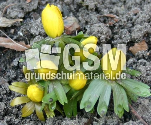 Winterling-3.jpg